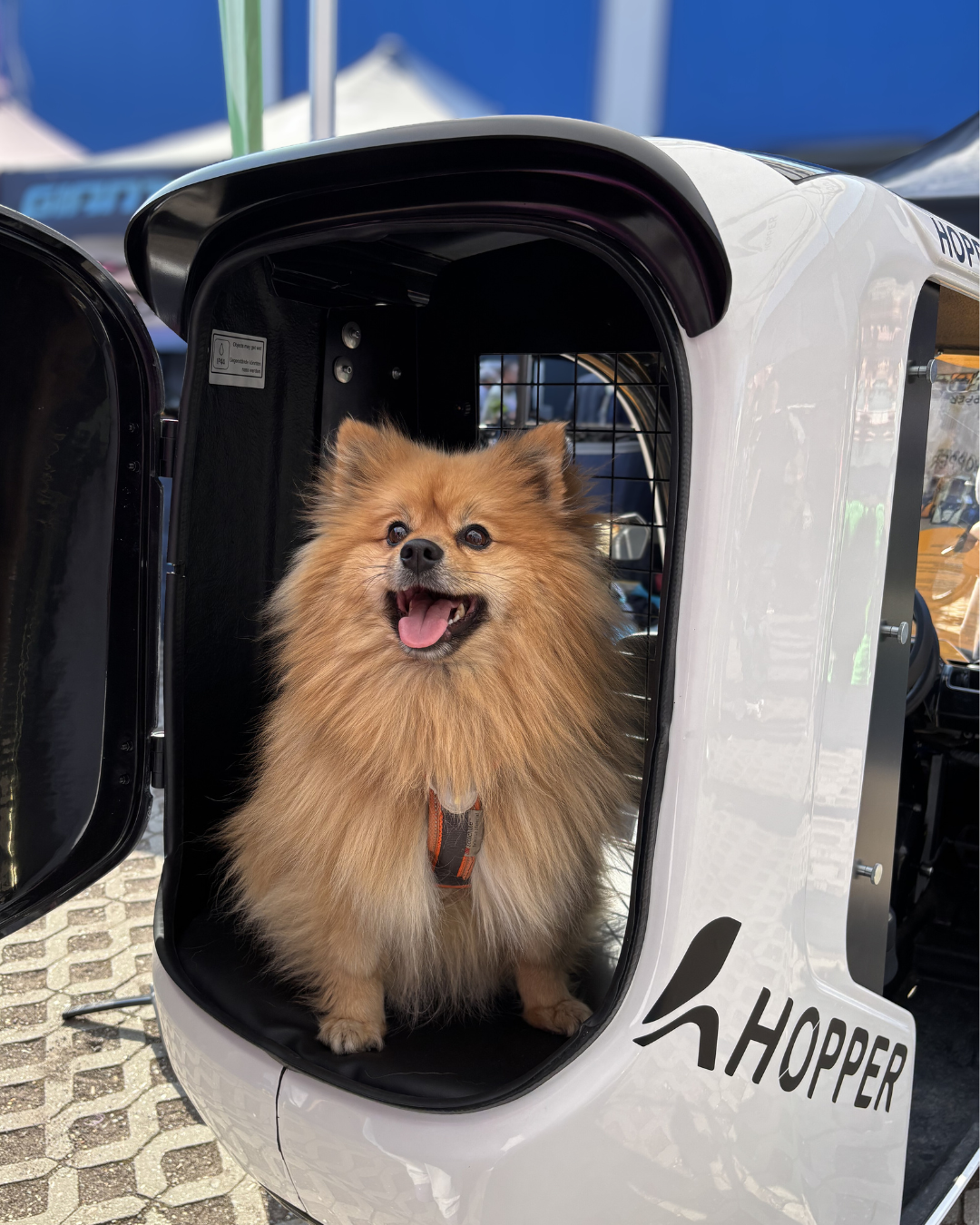 Dog HOPPER