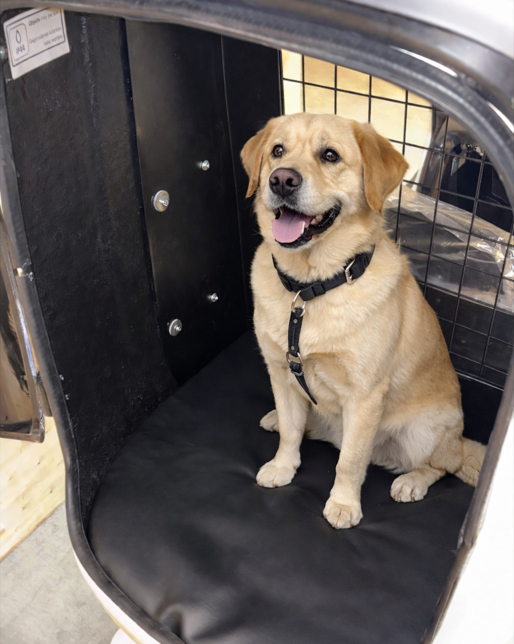 Dog HOPPER - das E-Lastenrad für dich und deinen Hund